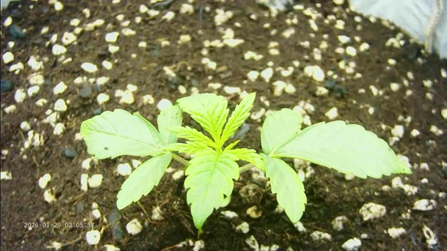 Cherry Strudel Living Soil grow