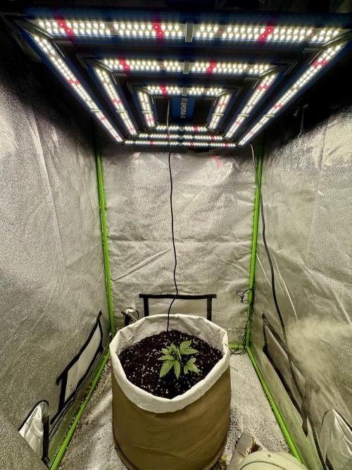 Cherry Strudel Living Soil grow. Week 3