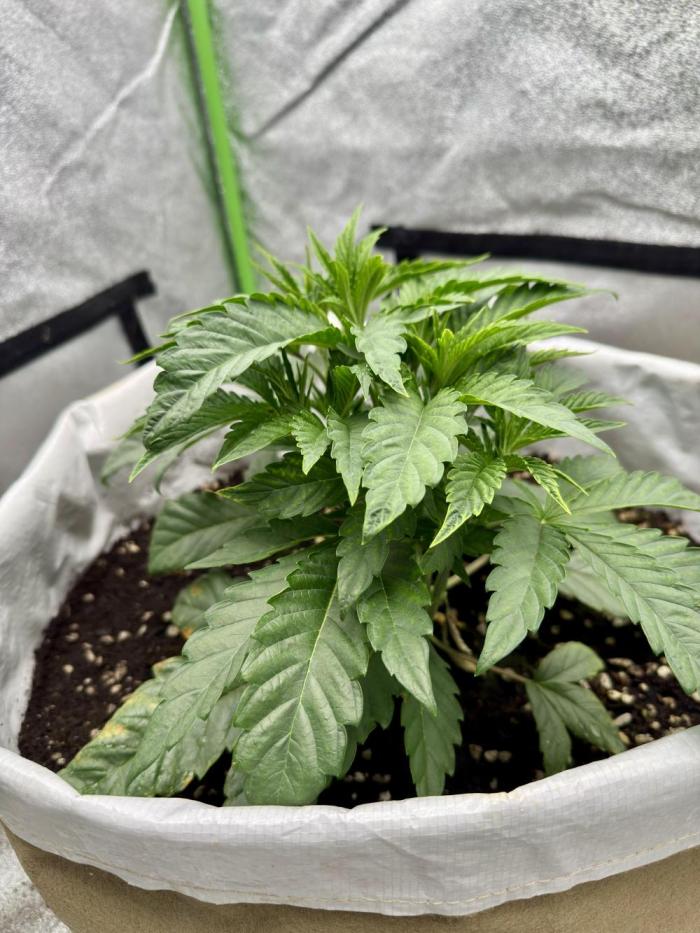 Cherry Strudel Living Soil grow. Week 4