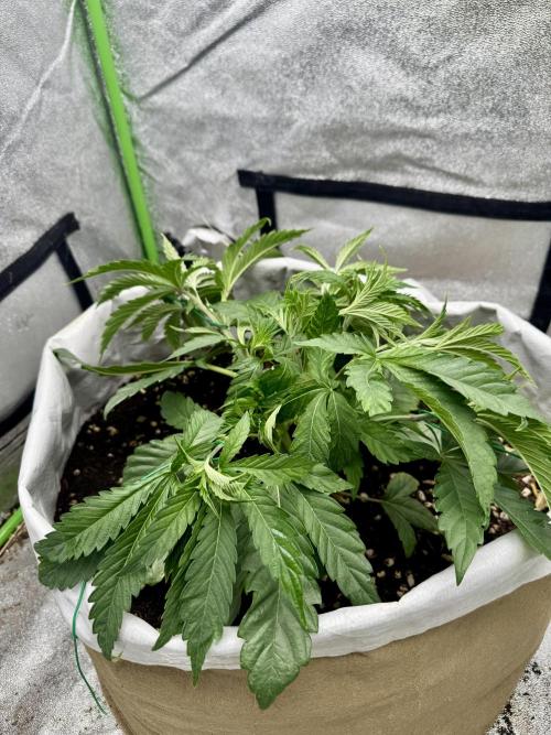 Cherry Strudel Living Soil grow. Week 5 - Light training