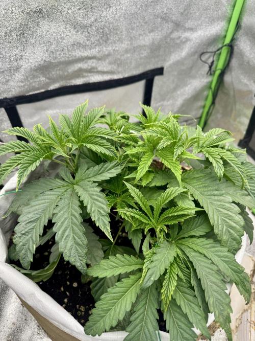 Cherry Strudel Living Soil grow. Week 5 - New growth back upright