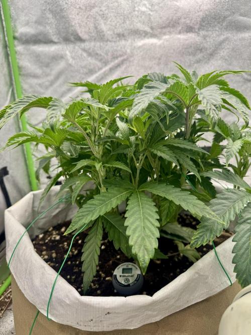 Cherry Strudel Living Soil grow. Week 6