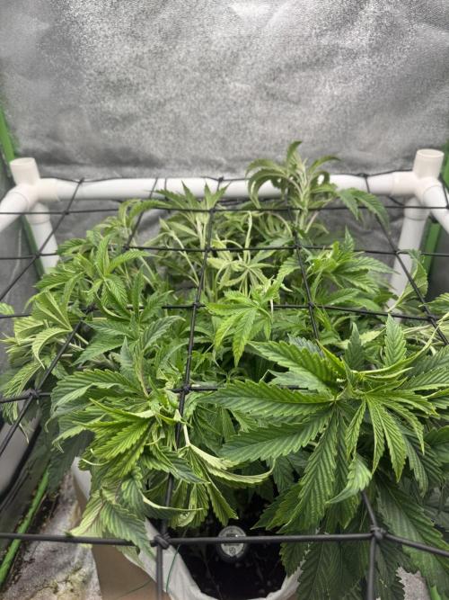 Cherry Strudel Living Soil grow. Week 7