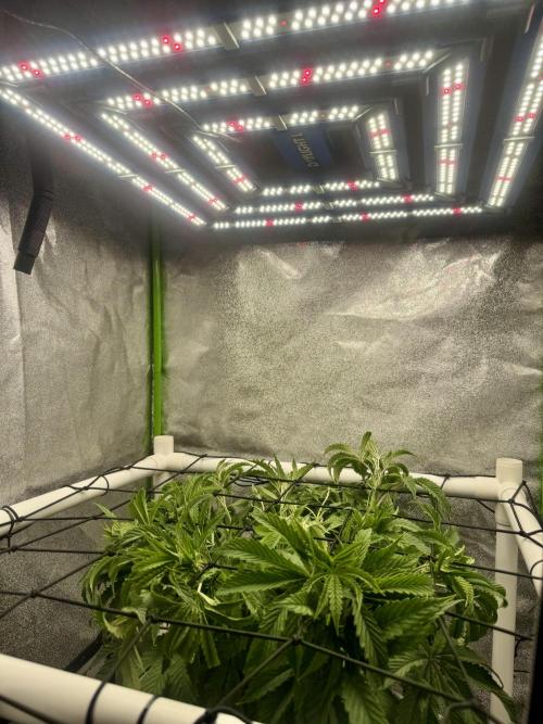 Cherry Strudel Living Soil grow. Week 7