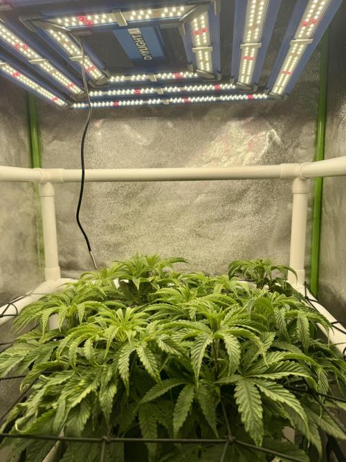 Cherry Strudel Living Soil grow. Week 8