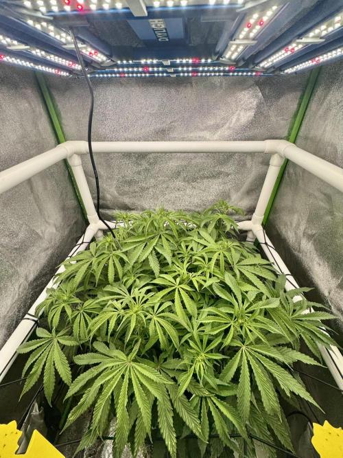Cherry Strudel Living Soil grow. Week 9