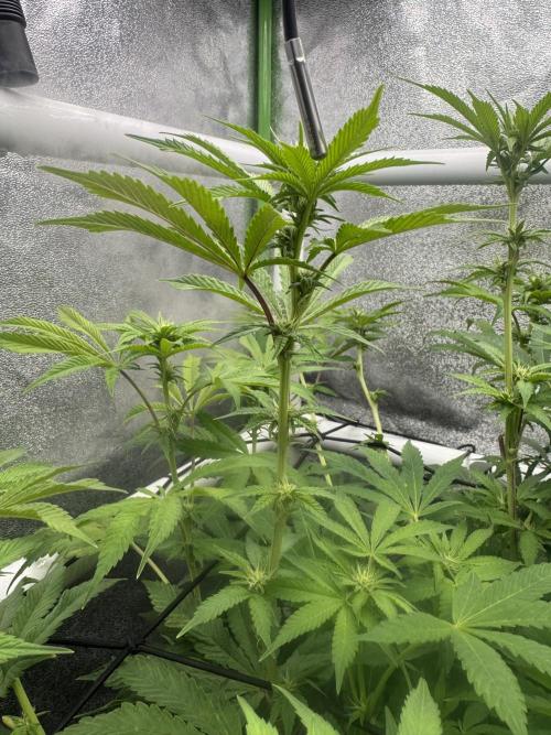 Cherry Strudel Living Soil grow. Week 10