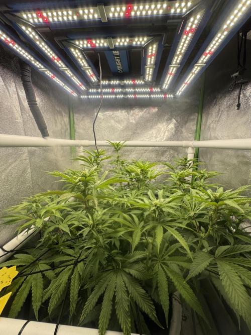 Cherry Strudel Living Soil grow. Week 10