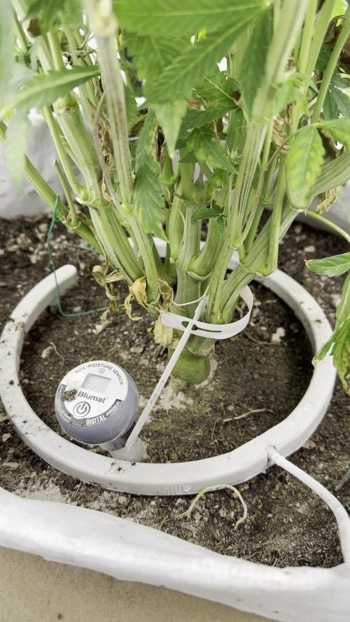 Cherry Strudel Living Soil grow