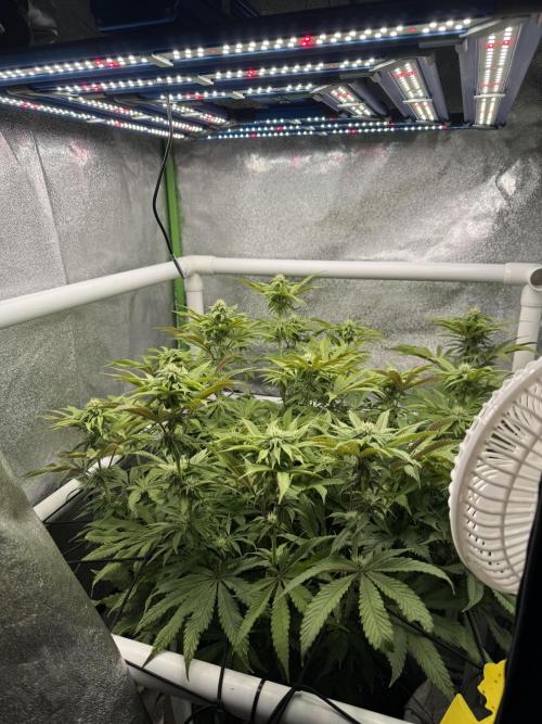 Cherry Strudel Living Soil grow. Week 11