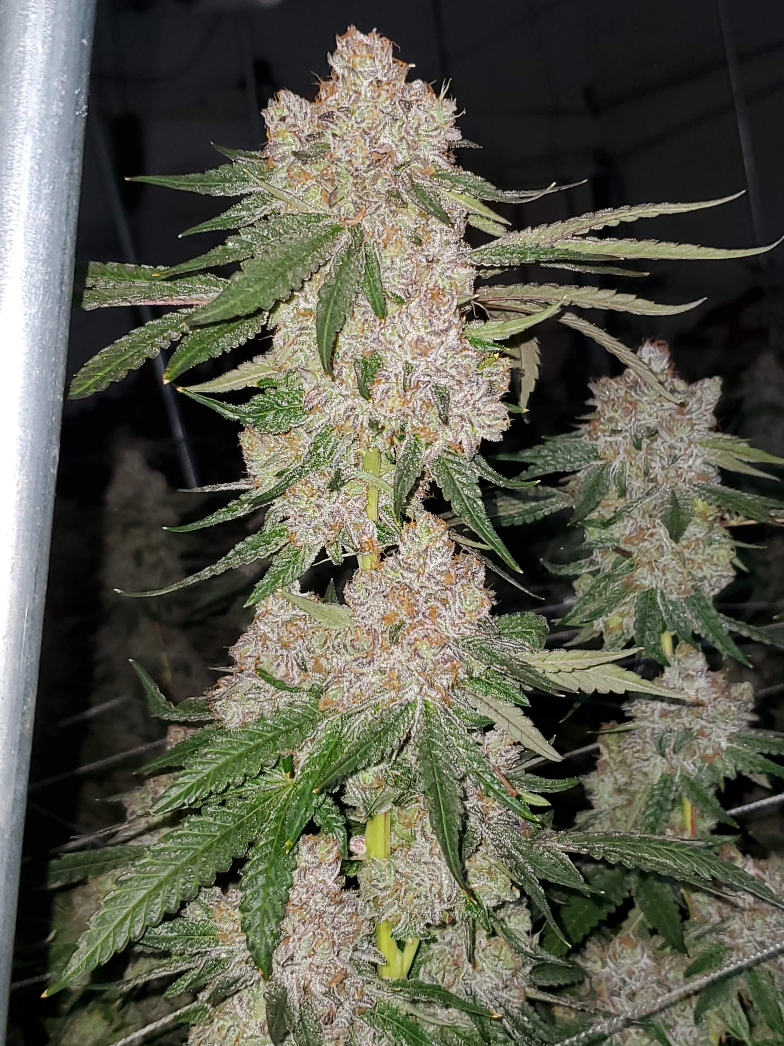 High CBD pot seed feminized Ice Cream Cake for new growers