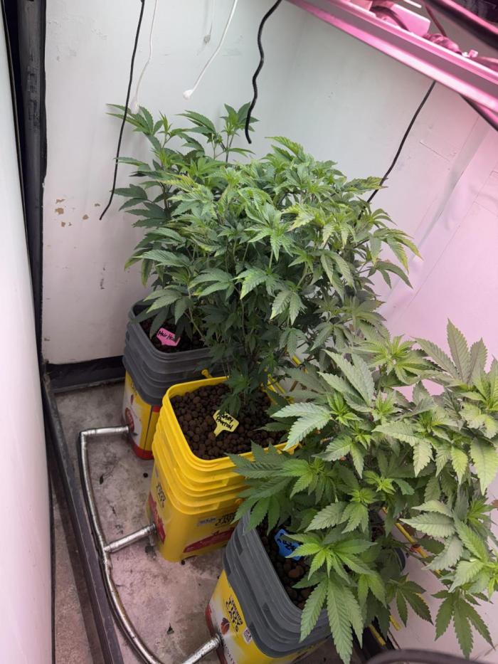 3 Garage Girls. Week 5 - Week 5 - about to go to 12/12 lighting