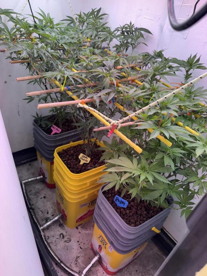 3 Garage Girls. Week 7 - A week into 12/12 lighting