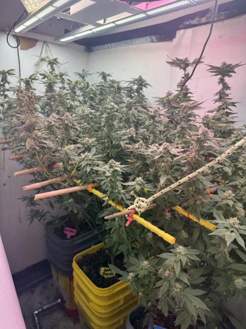 3 Garage Girls. Week 10