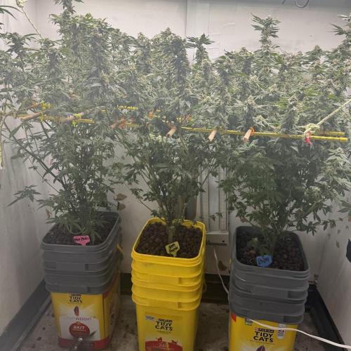 3 Garage Girls. Week 12