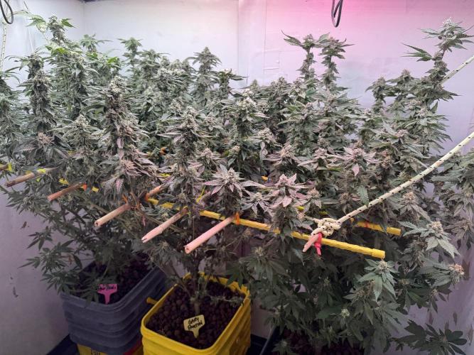 3 Garage Girls. Week 12