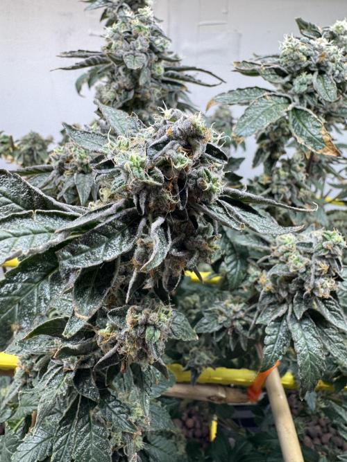 3 Garage Girls. Week 12