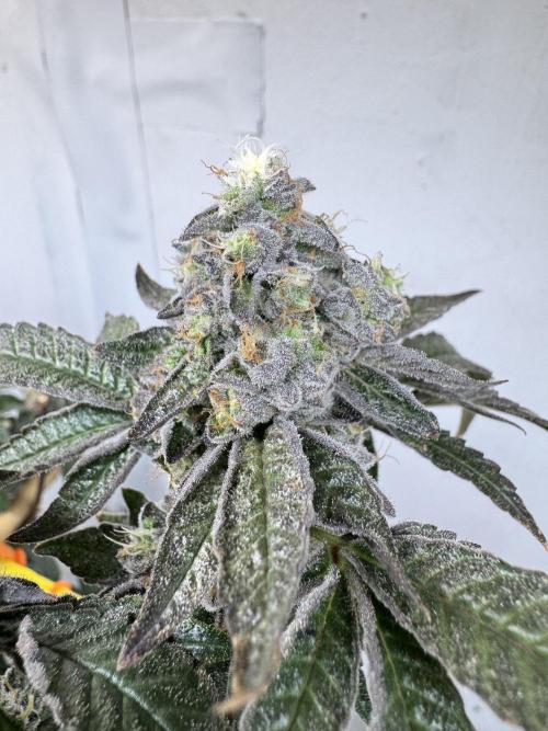 3 Garage Girls. Week 12