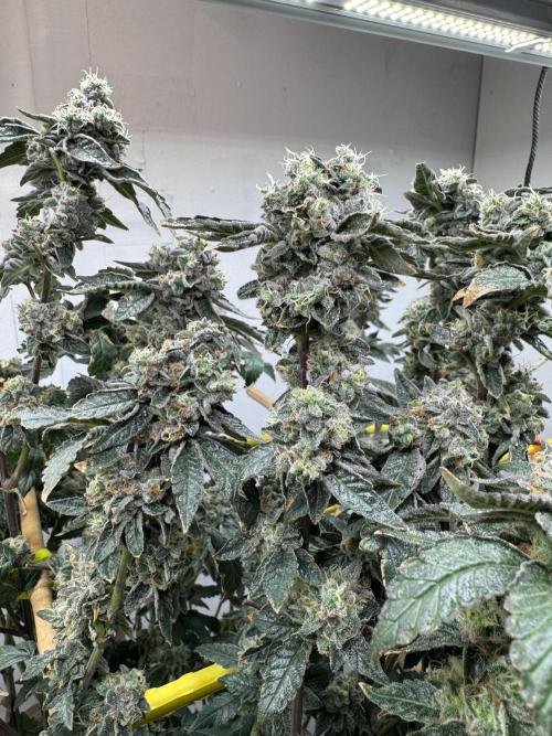 3 Garage Girls. Week 12