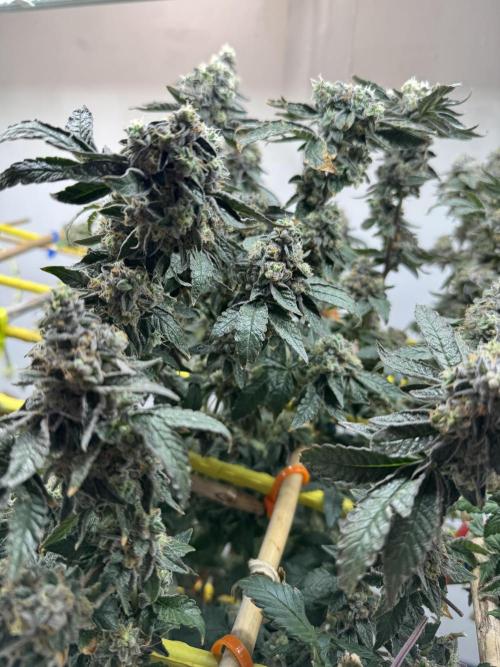 3 Garage Girls. Week 12