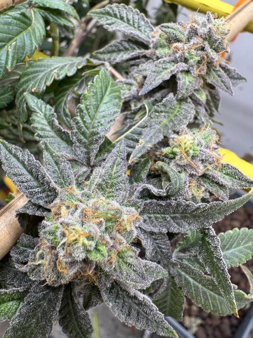 3 Garage Girls. Week 18