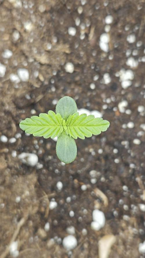 Auto Purple + Zamnezia NL late flower. Week 1