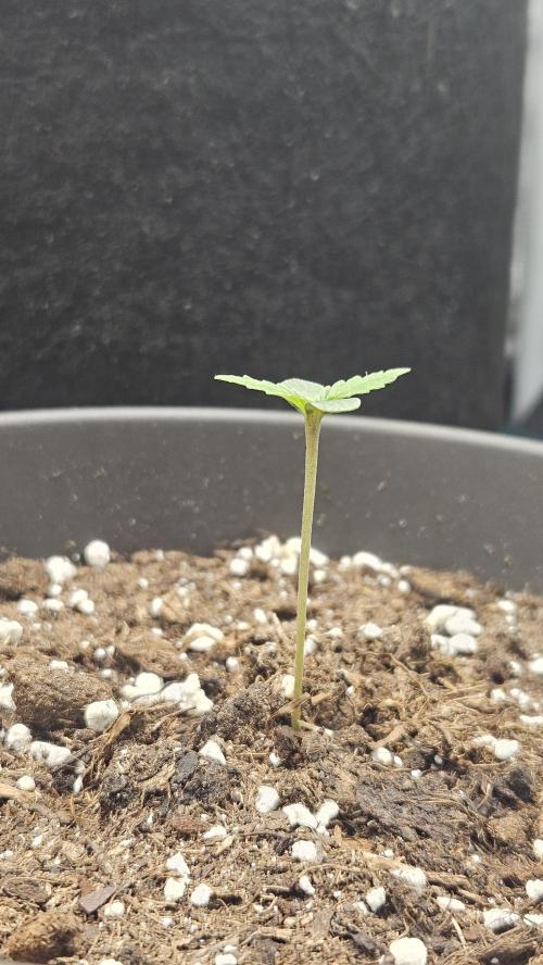 Auto Purple + Zamnezia NL late flower. Week 1