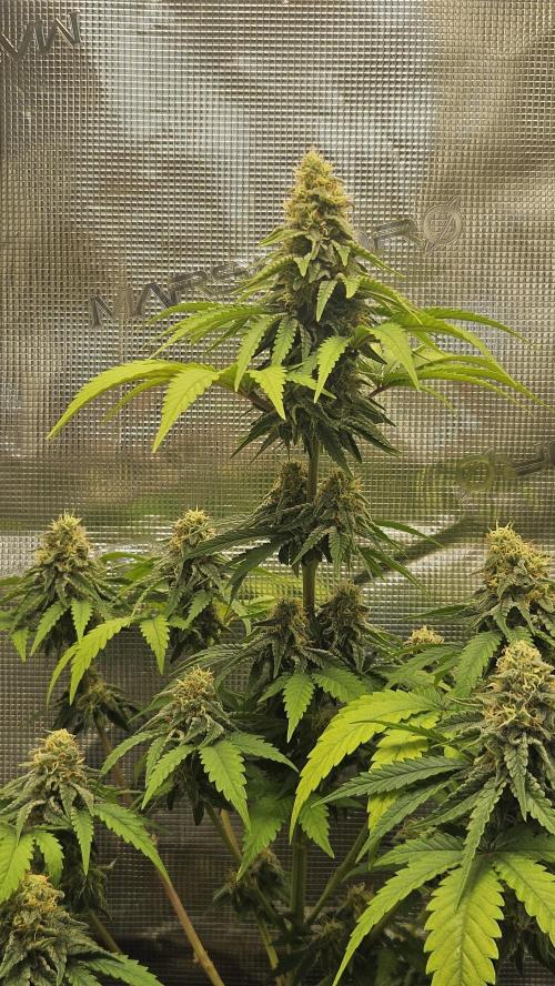 Auto Purple + Zamnezia NL late flower. Week 1 - NL 1- 2 Weeks before harvest