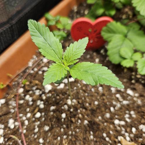 Auto Purple + Zamnezia NL late flower. Week 2