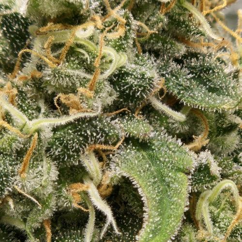 Auto Purple + Zamnezia NL late flower. Week 2