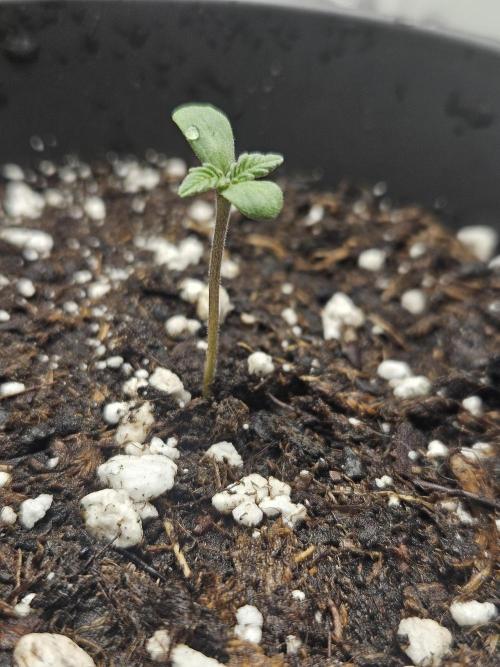 Honey Fried Bananas. Week 1