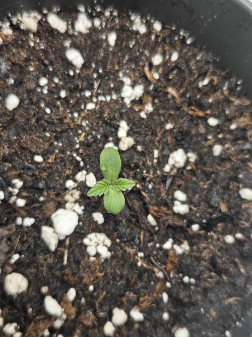 Honey Fried Bananas. Week 1