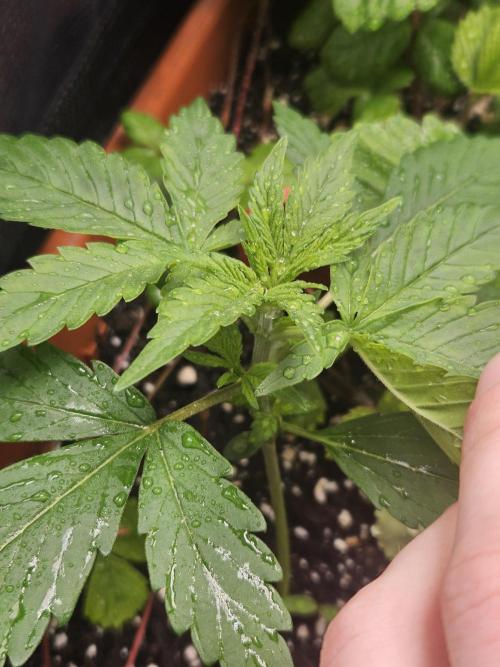 Auto Purple + Zamnezia NL late flower. Week 3