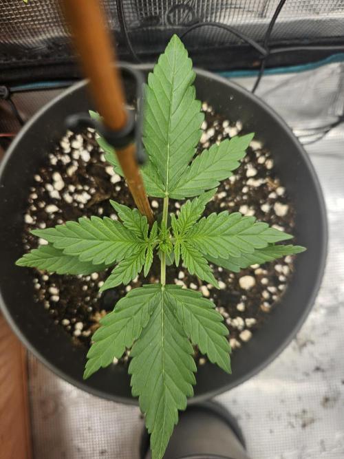 Auto Purple + Zamnezia NL late flower. Week 3