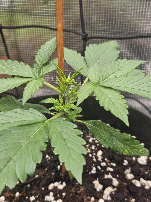 Auto Purple + Zamnezia NL late flower. Week 3