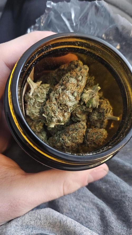 Auto Purple + Zamnezia NL late flower. Week 3