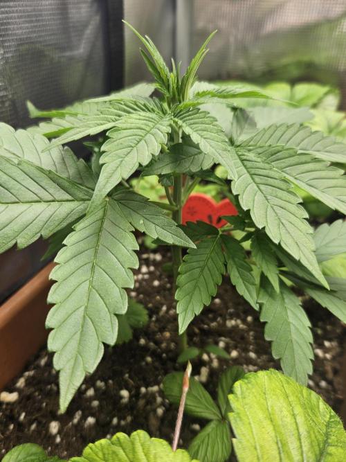 Auto Purple + Zamnezia NL late flower. Week 4