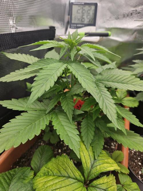 Auto Purple + Zamnezia NL late flower. Week 4