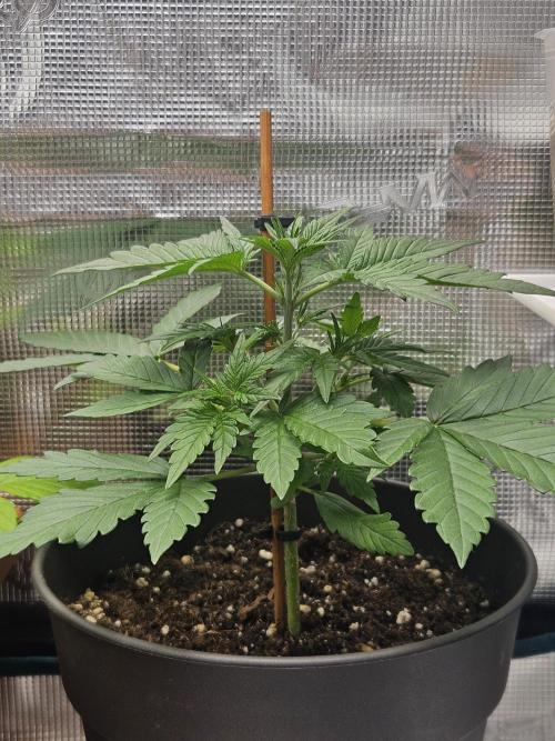 Auto Purple + Zamnezia NL late flower. Week 4