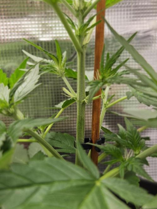 Auto Purple + Zamnezia NL late flower. Week 4