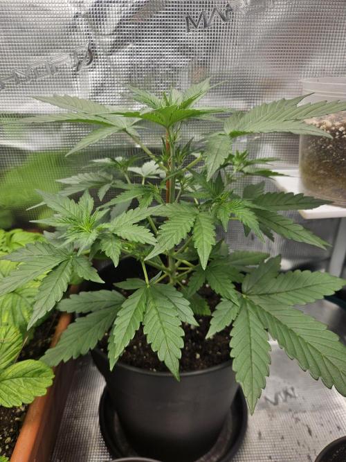 Auto Purple + Zamnezia NL late flower. Week 4