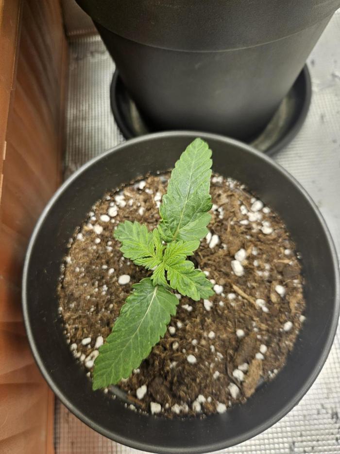 Honey Fried Bananas. Week 2