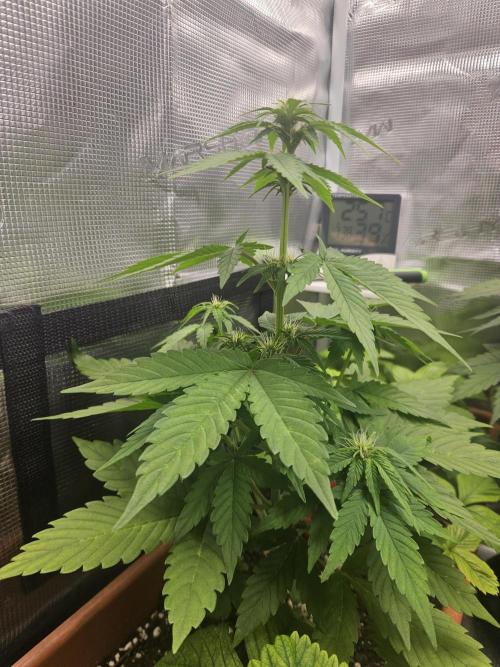 Auto Purple + Zamnezia NL late flower. Week 5