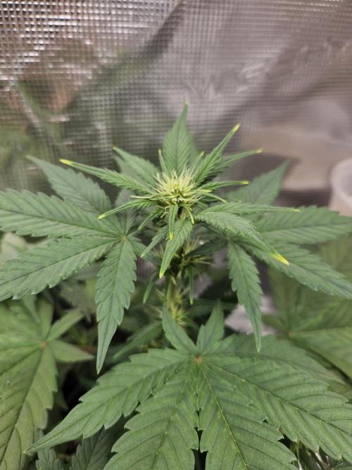 Auto Purple + Zamnezia NL late flower. Week 5