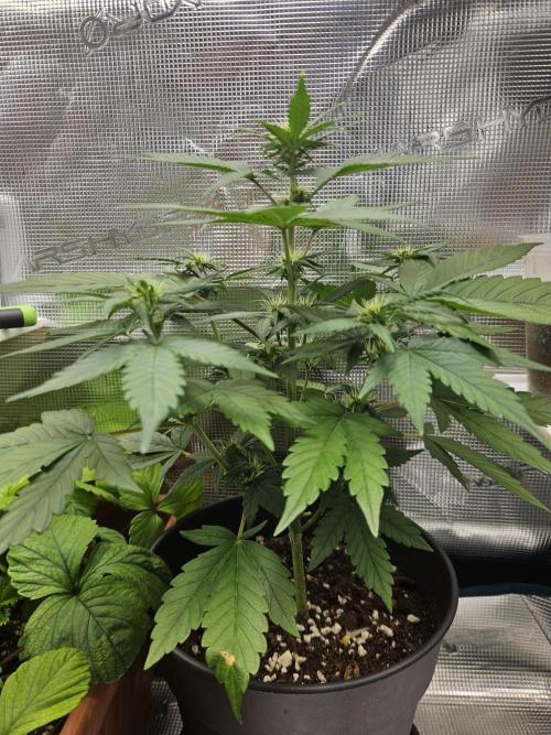 Auto Purple + Zamnezia NL late flower. Week 5