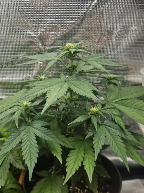 Auto Purple + Zamnezia NL late flower. Week 5