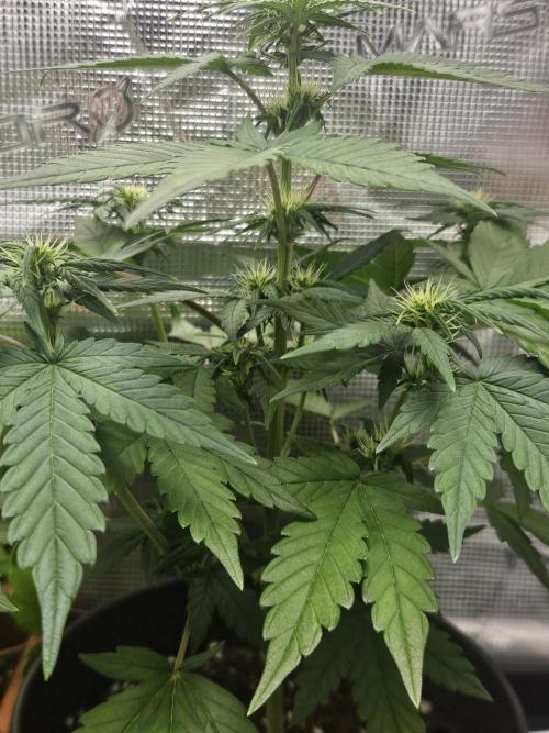 Auto Purple + Zamnezia NL late flower. Week 5