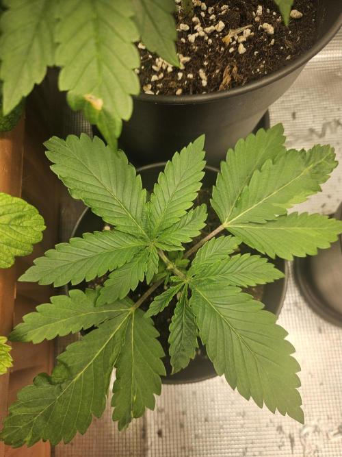 Honey Fried Bananas. Week 3