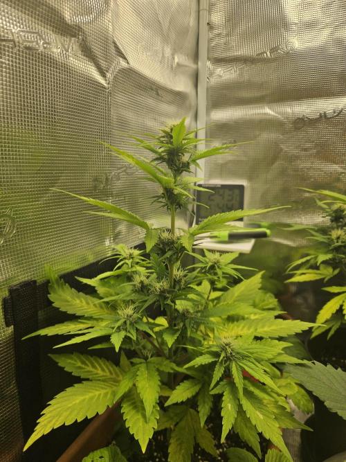 Auto Purple + Zamnezia NL late flower. Week 6