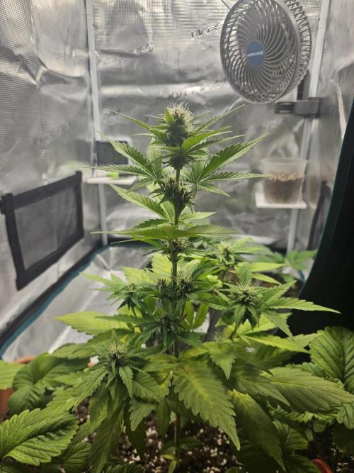 Auto Purple + Zamnezia NL late flower. Week 6